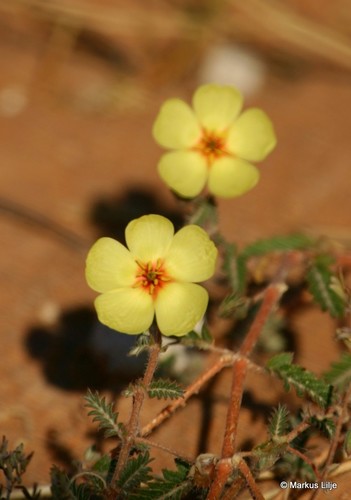 Tribulus zeyheri — photo