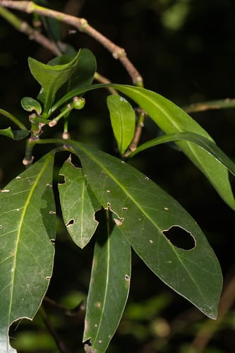 Tricalysia coriacea (Crown fruit tricalysia) — photo