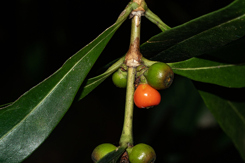 Tricalysia coriacea