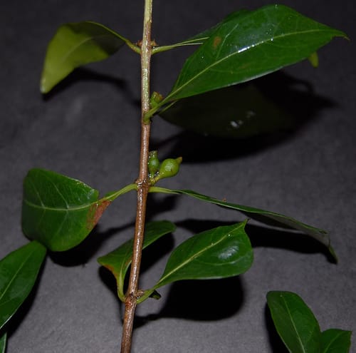 Tricalysia delagoensis — photo