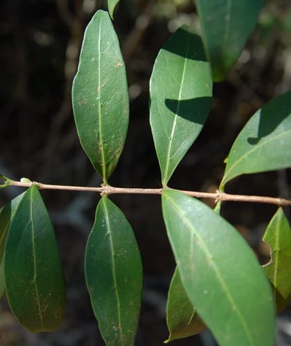 Tricalysia delagoensis — photo