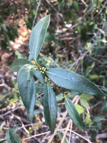 Tricalysia delagoensis