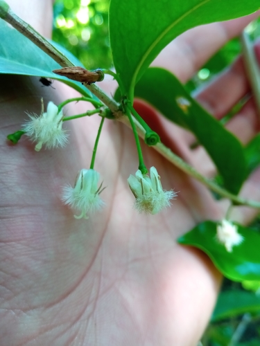 Tricalysia ovalifolia — photo