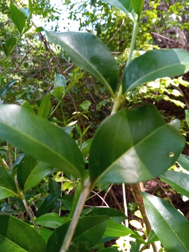 Tricalysia ovalifolia — photo