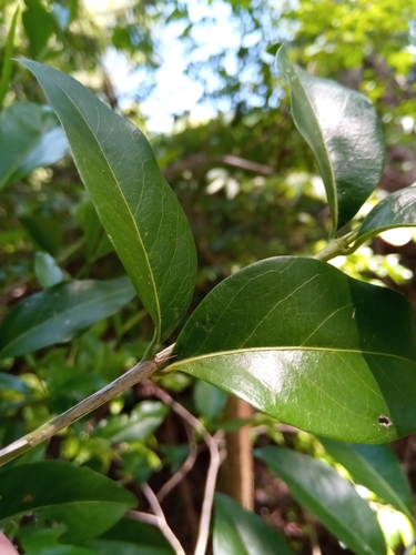 Tricalysia ovalifolia