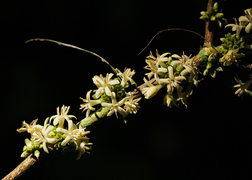 Tricalysia pallens