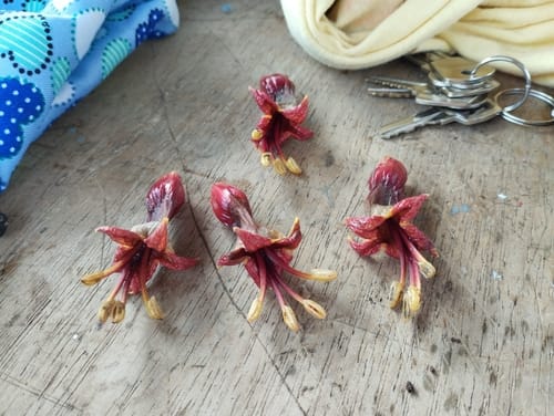 Trichanthera gigantea (Giant trichanthera) — photo