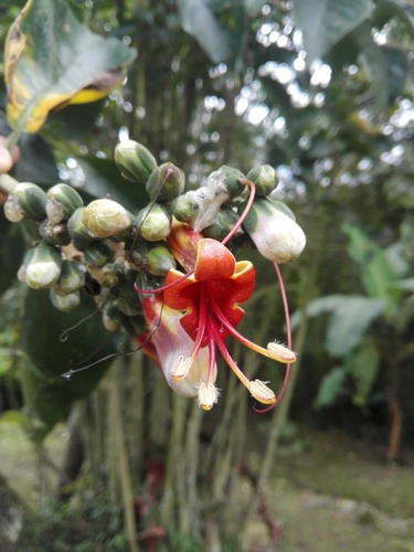 Trichanthera gigantea