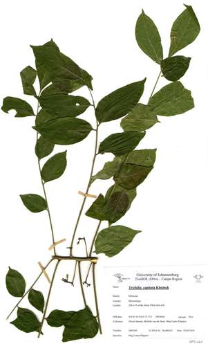 Trichilia capitata