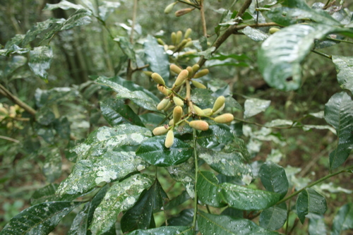 Trichilia catigua