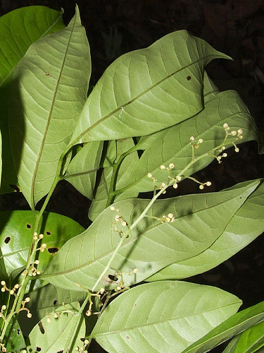 Trichilia maynasiana (Maynas bitterwood) — photo