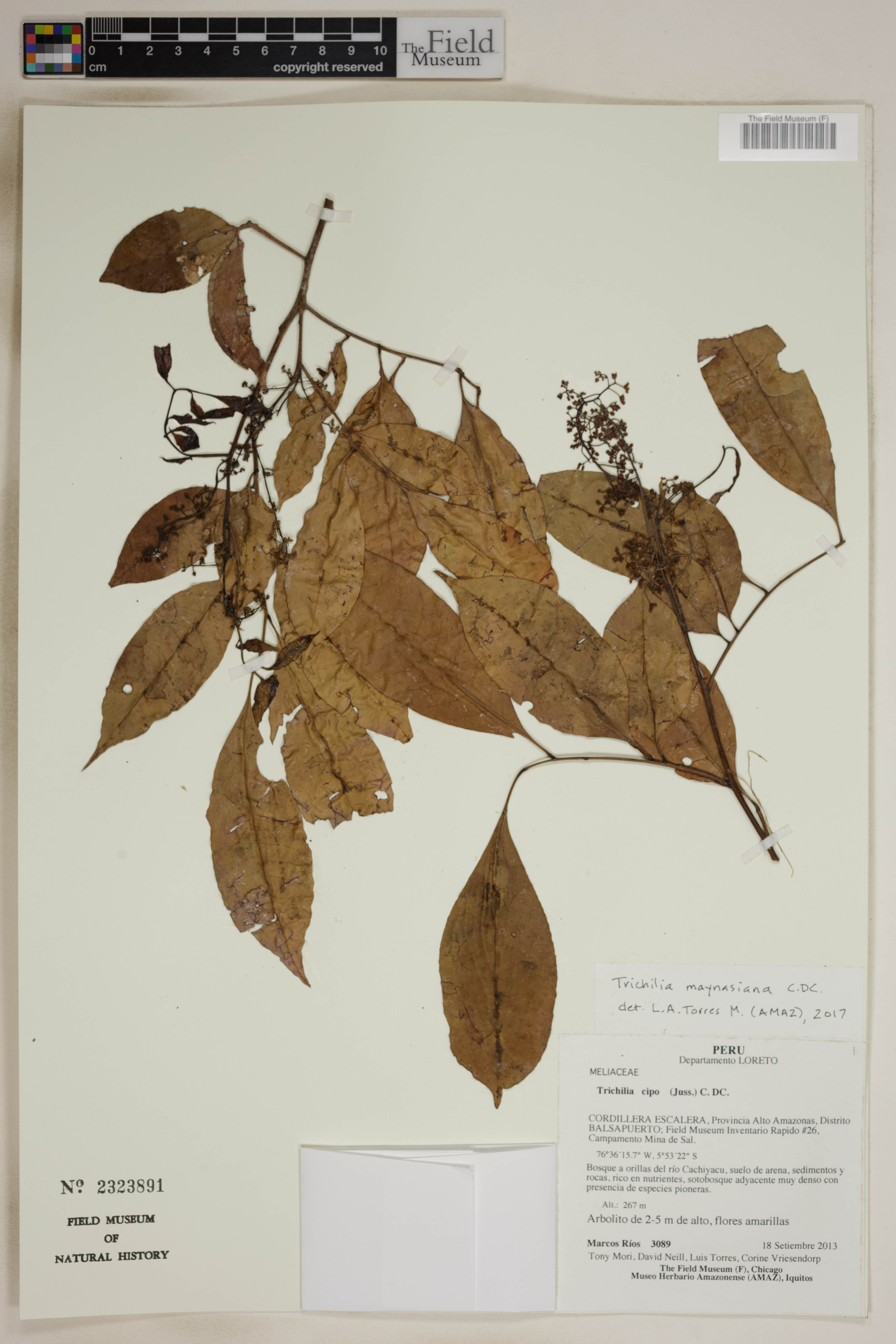 Trichilia maynasiana