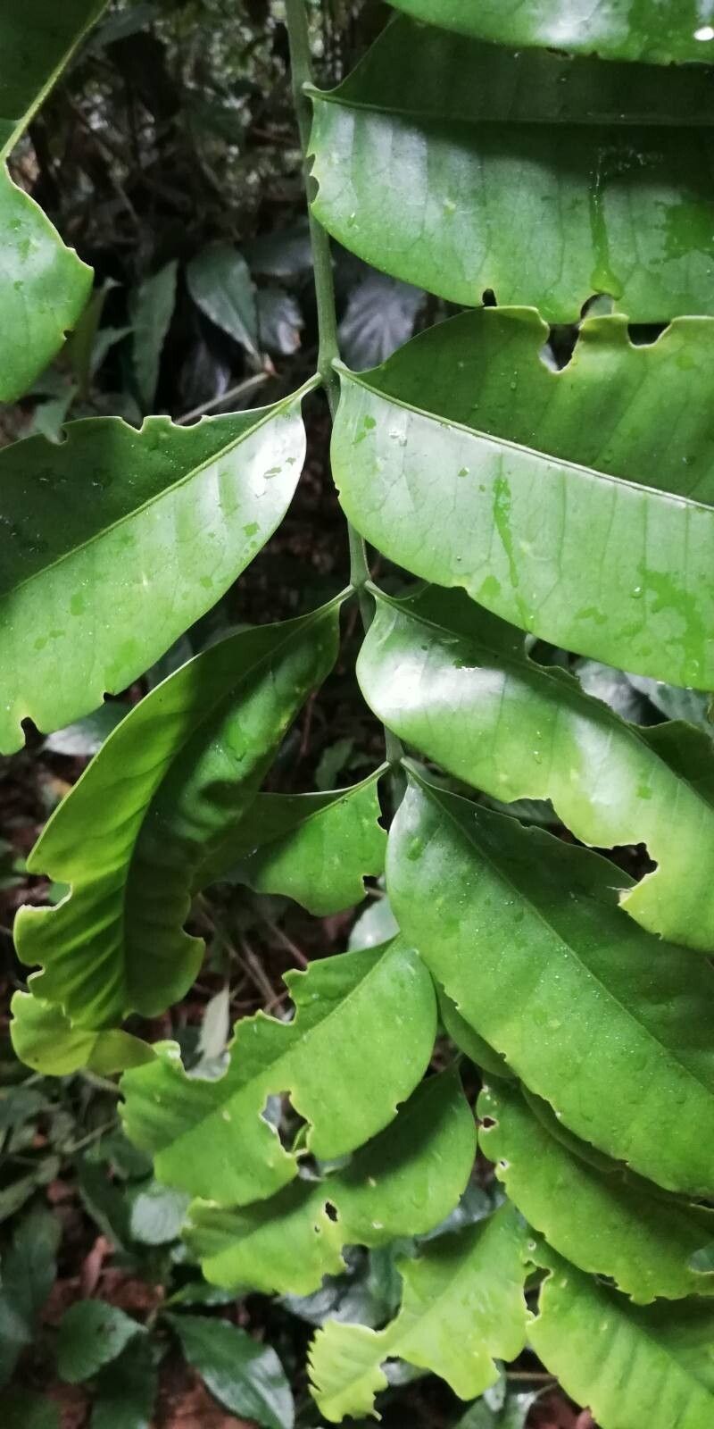 Trichilia monadelpha