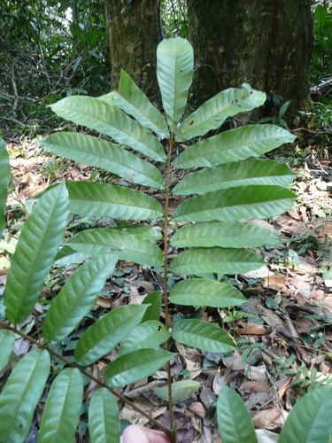 Trichilia ornithothera
