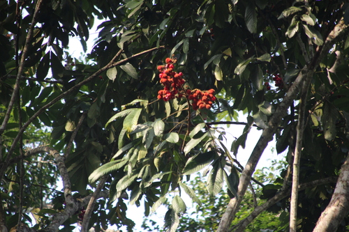 Trichilia rubescens