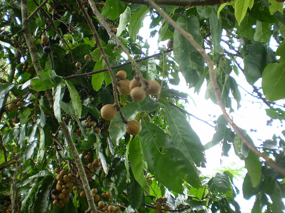 Trichilia rubra (Monkey syrup) — photo