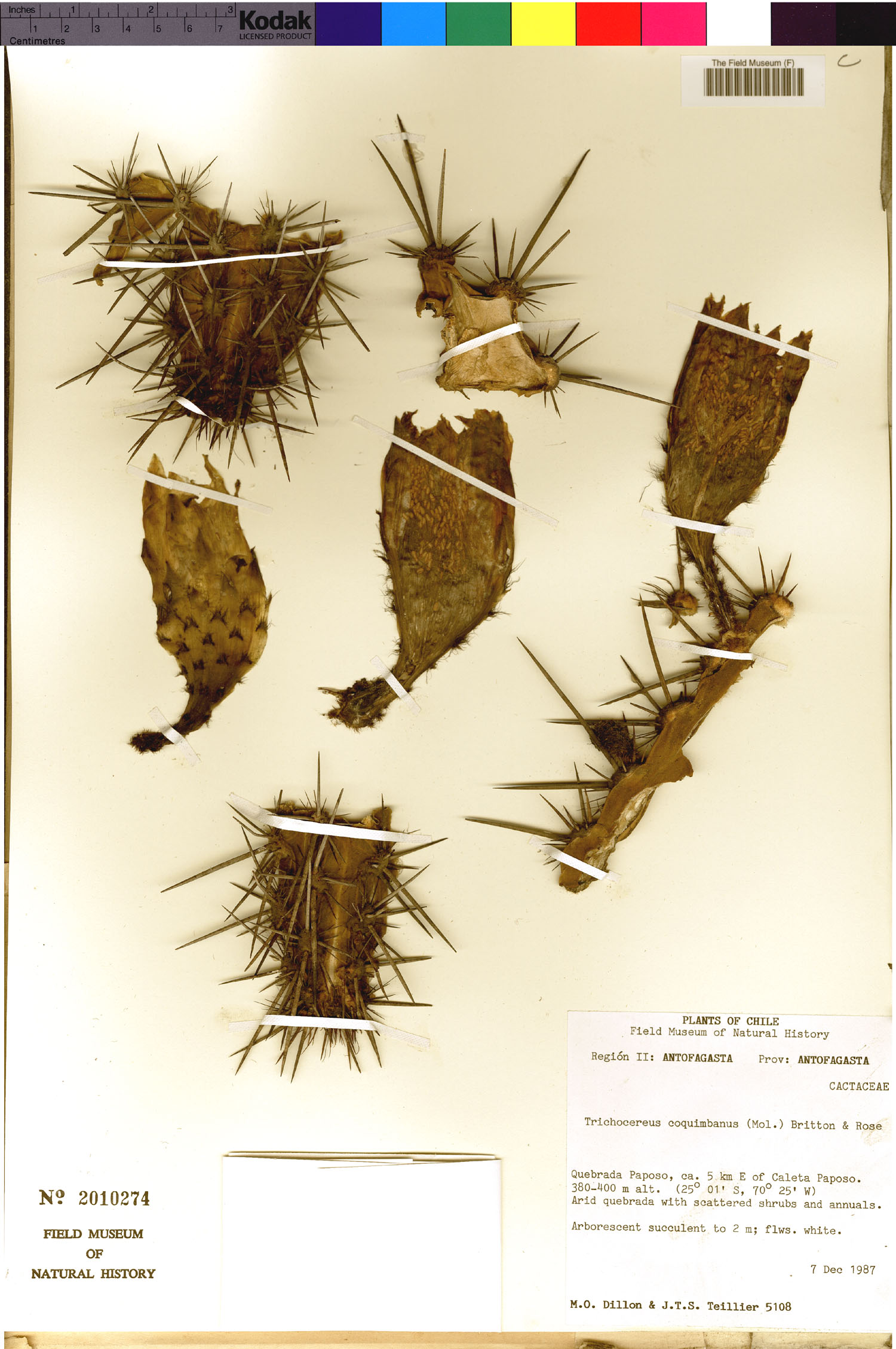 Trichocereus coquimbanus
