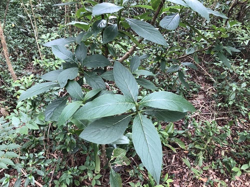 Trichodesma calycosum — photo