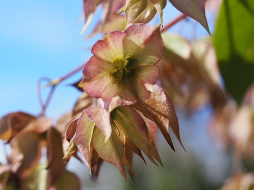 Trichodesma calycosum — photo