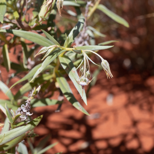Trichodesma zeylanicum (Camel bush) — photo