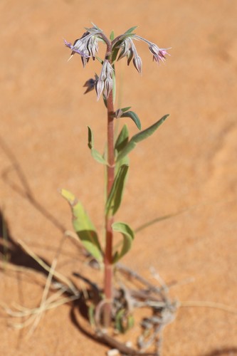 Trichodesma zeylanicum (Camel bush) — photo