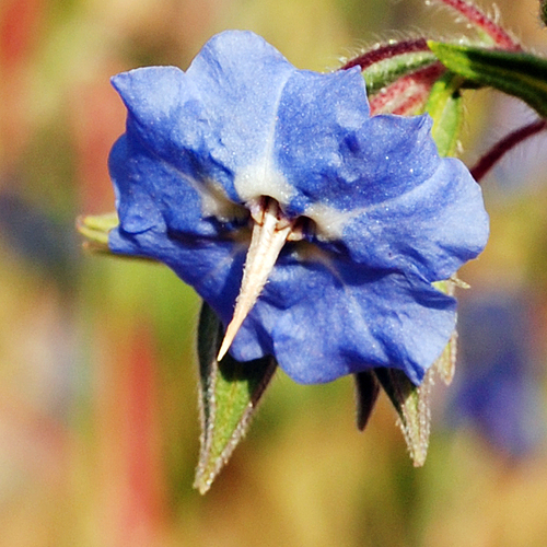 Trichodesma zeylanicum