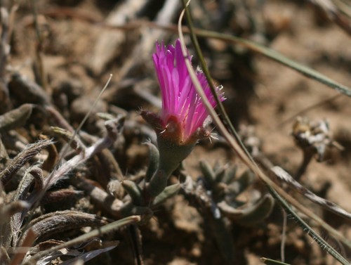 Trichodiadema barbatum (Kieriemoor) — photo