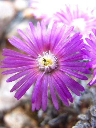 Trichodiadema barbatum (Kieriemoor) — photo