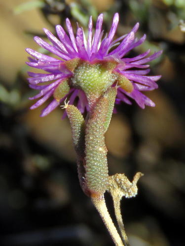 Trichodiadema pomeridianum