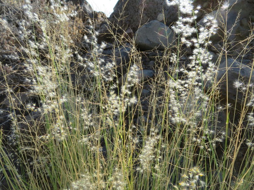 Tricholaena teneriffae — photo