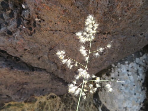 Tricholaena teneriffae