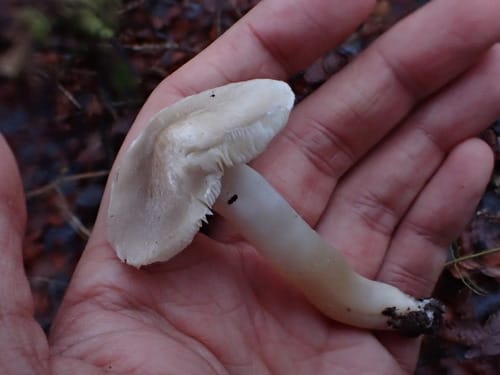 Tricholoma argyraceum (Coppice tricholoma) — photo