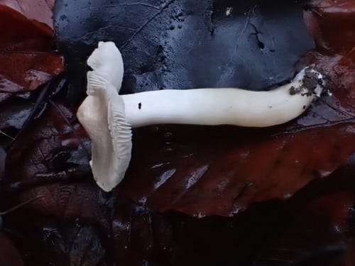 Tricholoma argyraceum (Coppice tricholoma) — photo