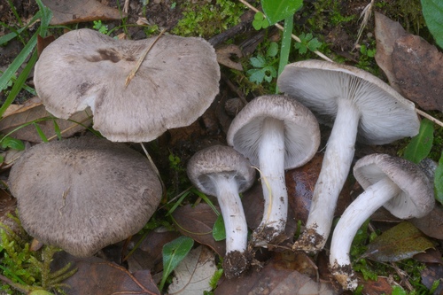 Tricholoma argyraceum