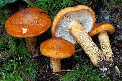 Tricholoma aurantium — photo