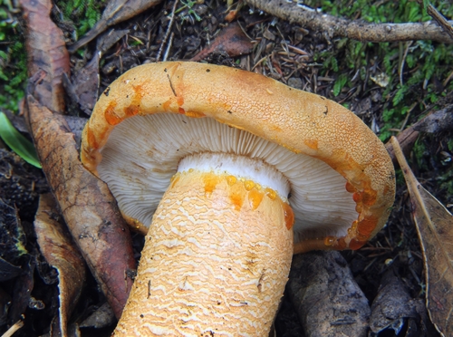Tricholoma aurantium