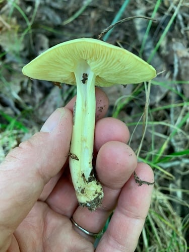 Tricholoma auratum (Golden tricholoma) — photo