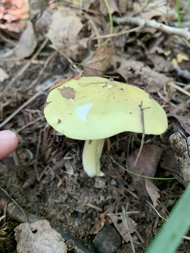 Tricholoma auratum (Golden tricholoma) — photo