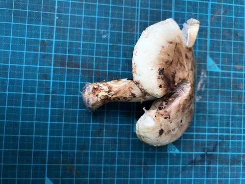 Tricholoma bakamatsutake (False matsutake) — photo