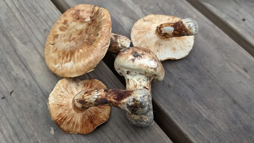 Tricholoma bakamatsutake