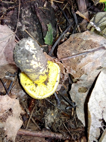 Tricholoma flavovirens (Man on horseback mushroom) — photo