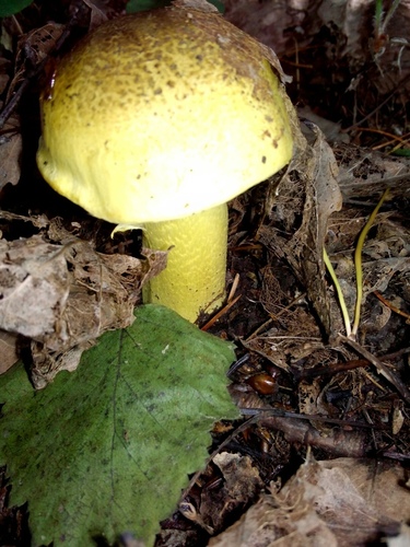 Tricholoma flavovirens (Man on horseback mushroom) — photo
