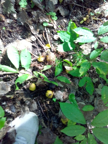 Tricholoma flavovirens