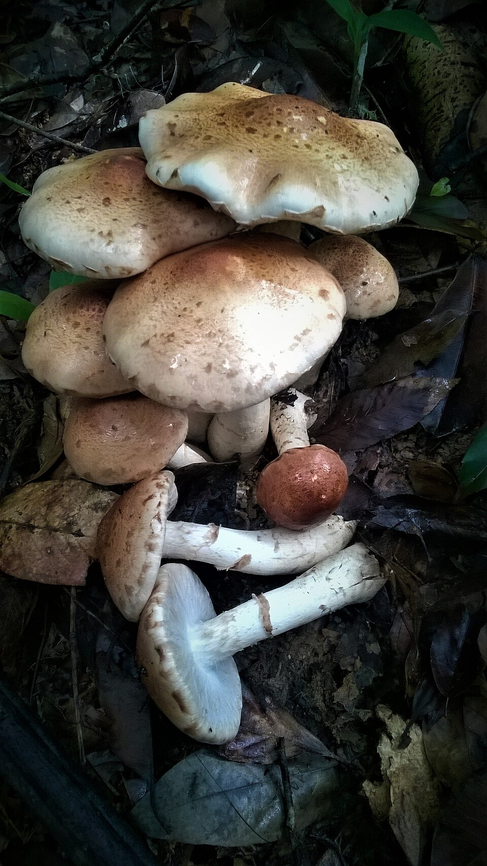 Tricholoma fulvocastaneum
