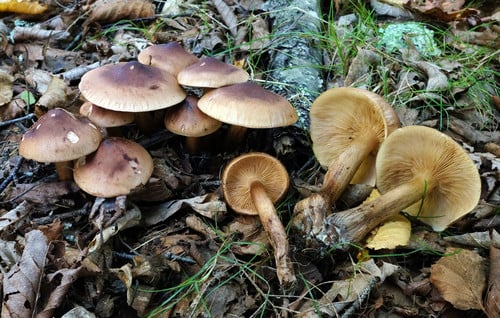 Tricholoma fulvum — photo