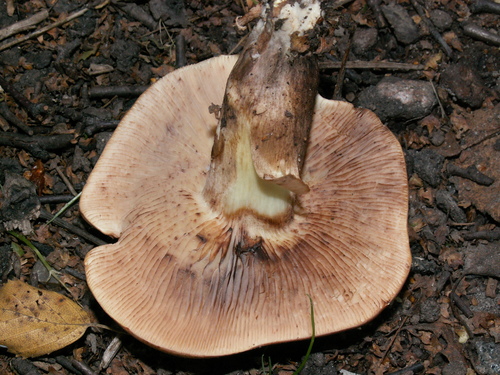 Tricholoma fulvum — photo