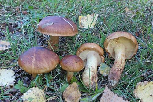 Tricholoma fulvum