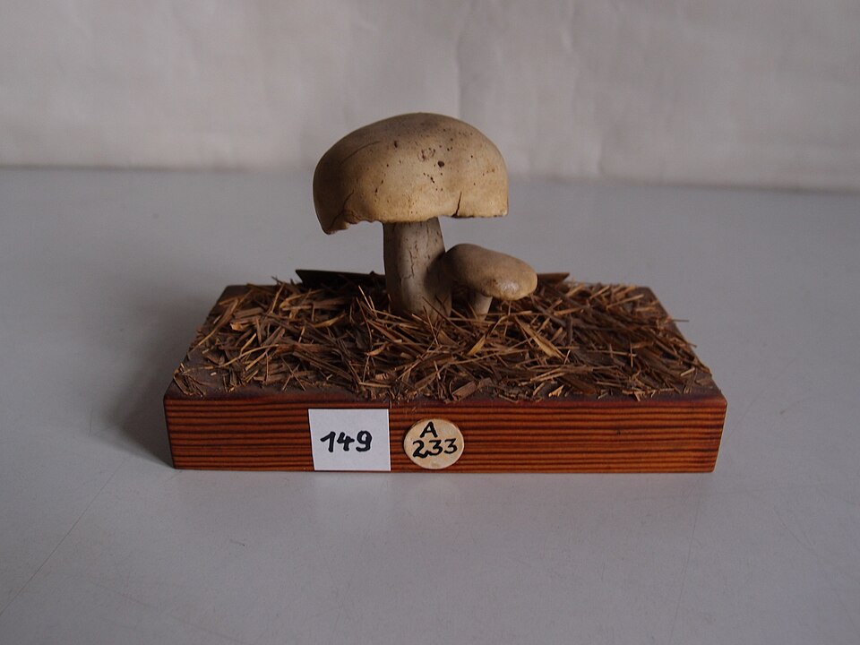 Tricholoma gambosum (Mousseron mushroom) — photo