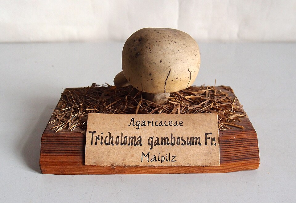 Tricholoma gambosum