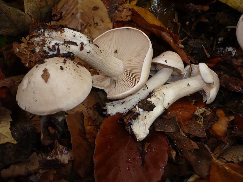 Tricholoma irinum